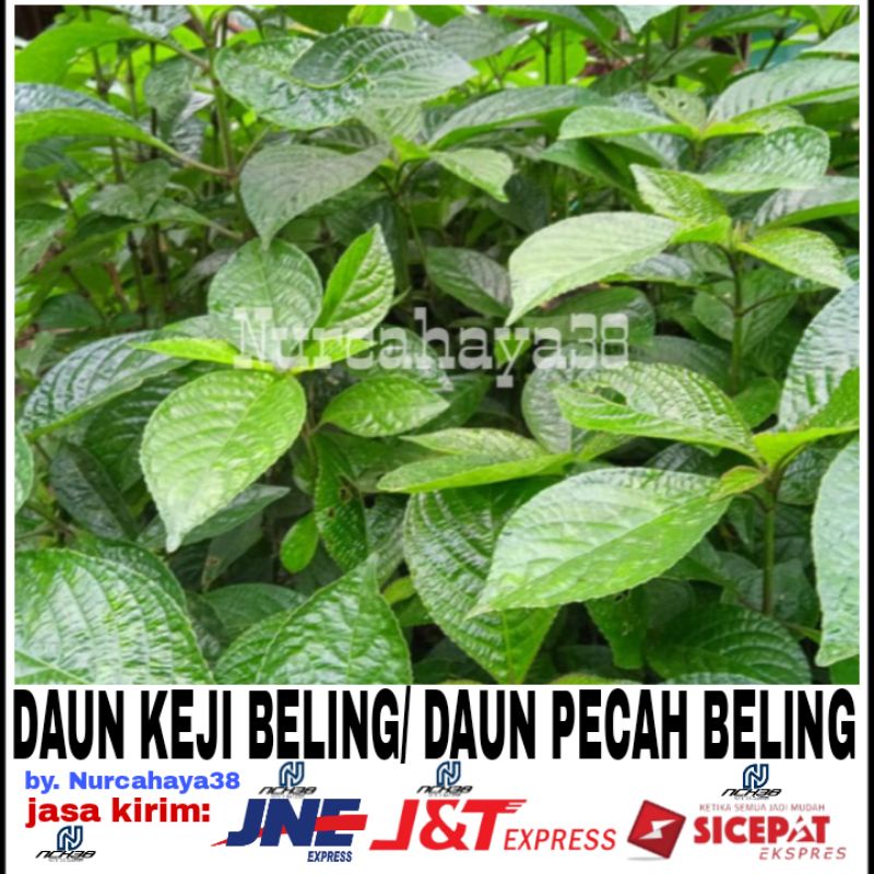 Jual Daun Pecah Beling / Daun Keji Beling ( 110 Lembar) | Shopee Indonesia