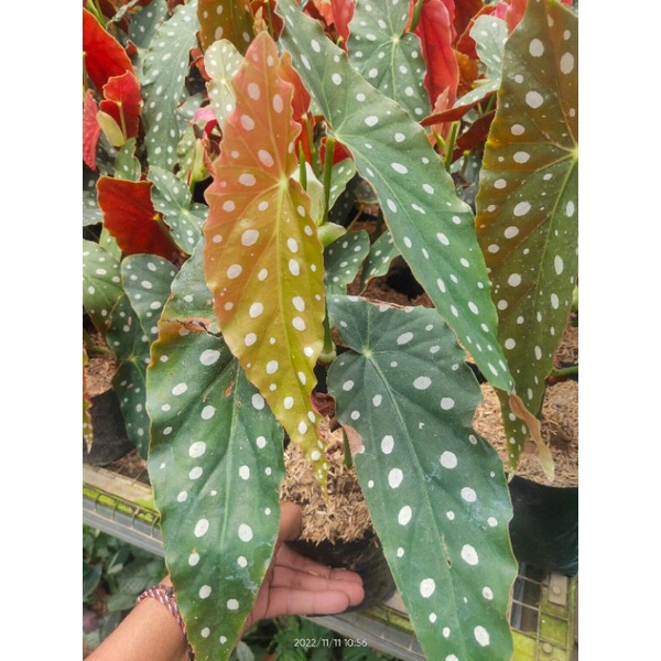 Begonia Polkadot Maculata