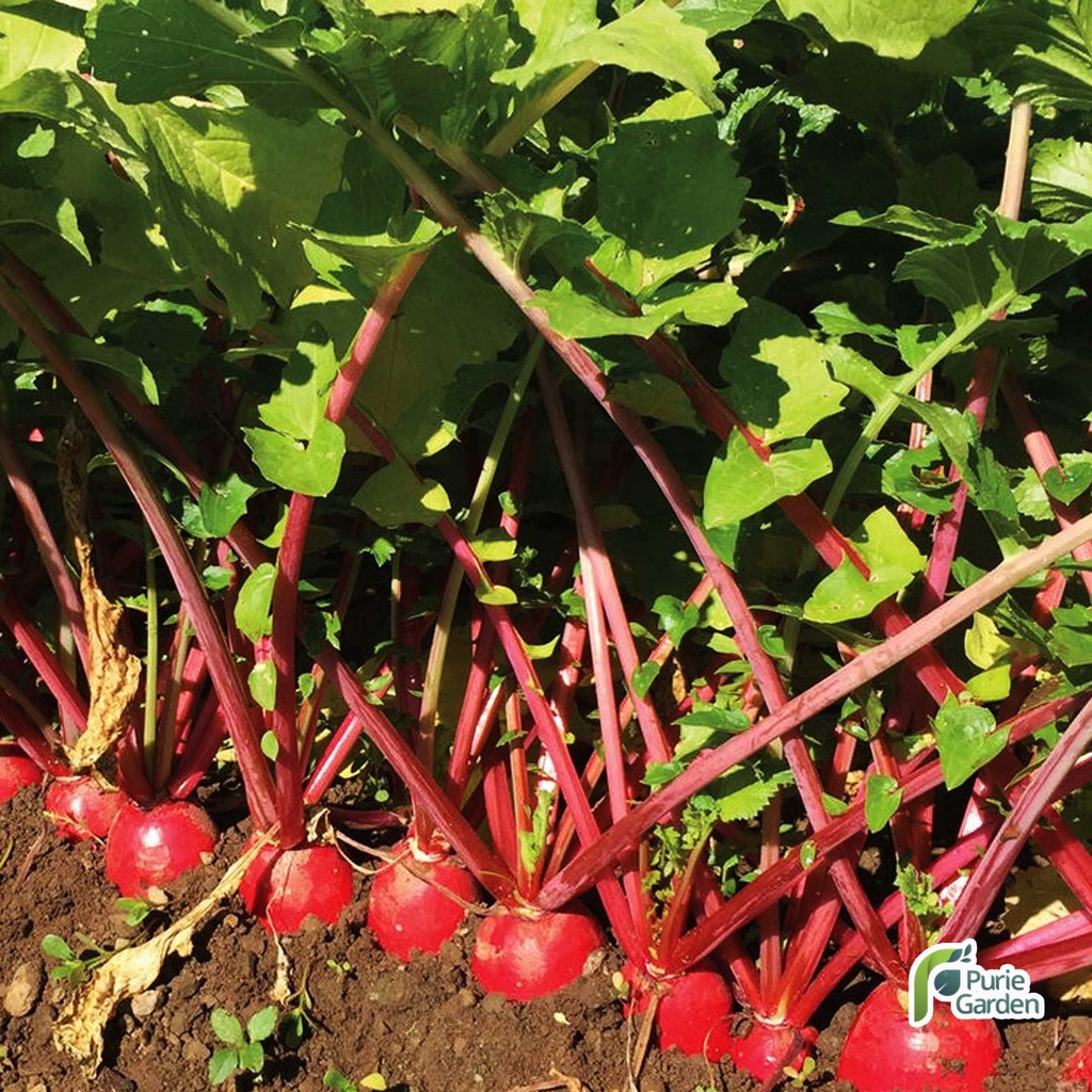 Benih Bibit Lobak Radish Merah 2 Benih Dua Ribuan PG SBY
