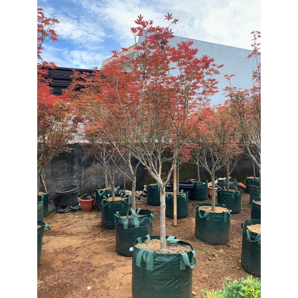 Pohon Maple Merah | American Red Maple