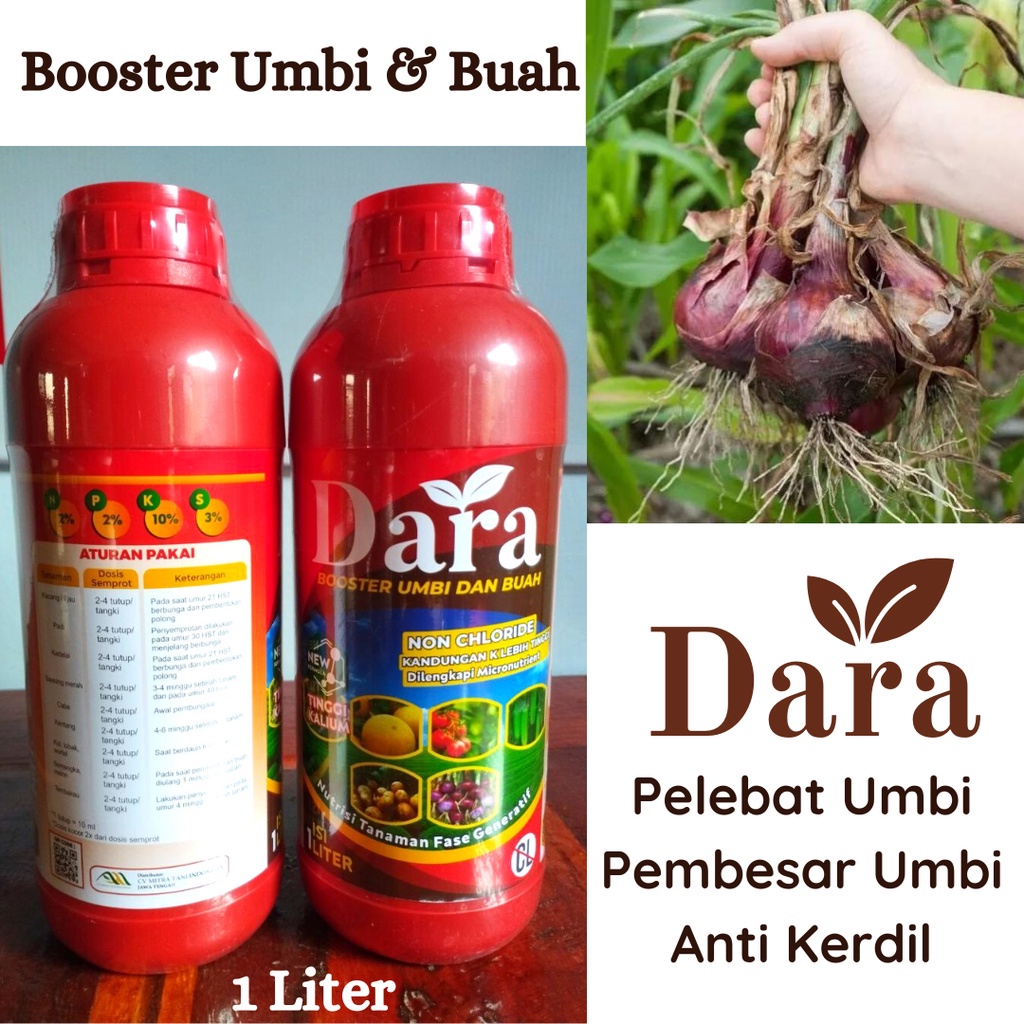 Pupuk Pelebat Bawang Merah, Pupuk Pembesar Bawang Merah, Pupuk Tinggi Kalium Untuk Bawang