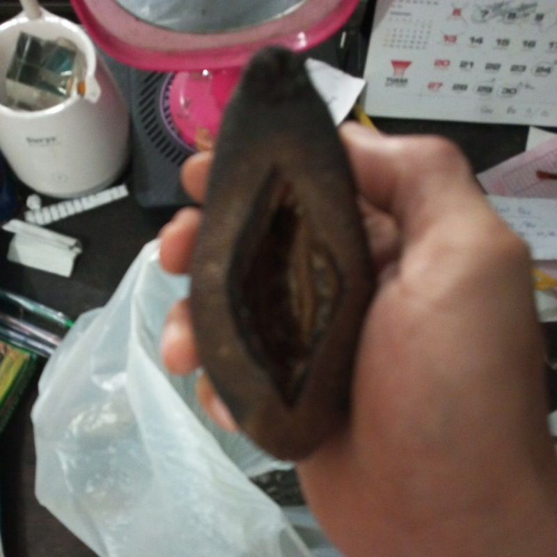 

teripang kapok/malam tondo kering
