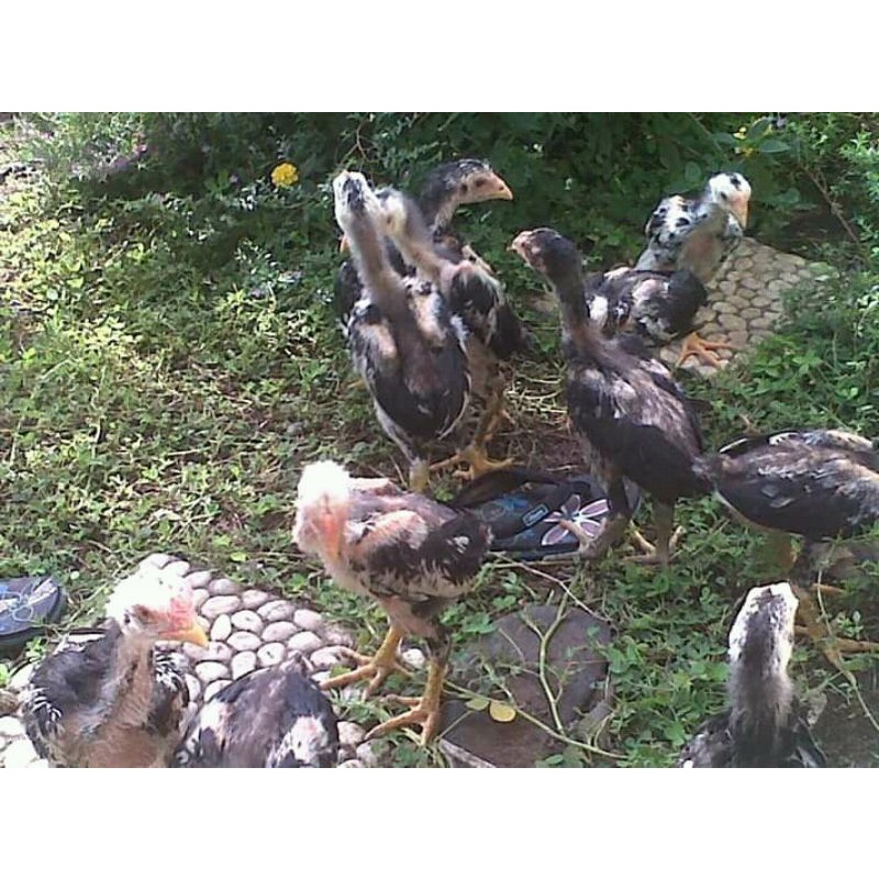 Vitamin Ayam VitaChik Promo Bonus Anakan Bangkok Thailand Import Tulangan Besar Pukul Syaraf