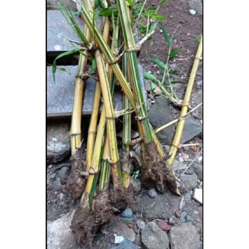bibit bambu kuning / ampel kuning