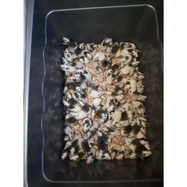 Tikus ASF/African Soft Fur Pakan Reptil