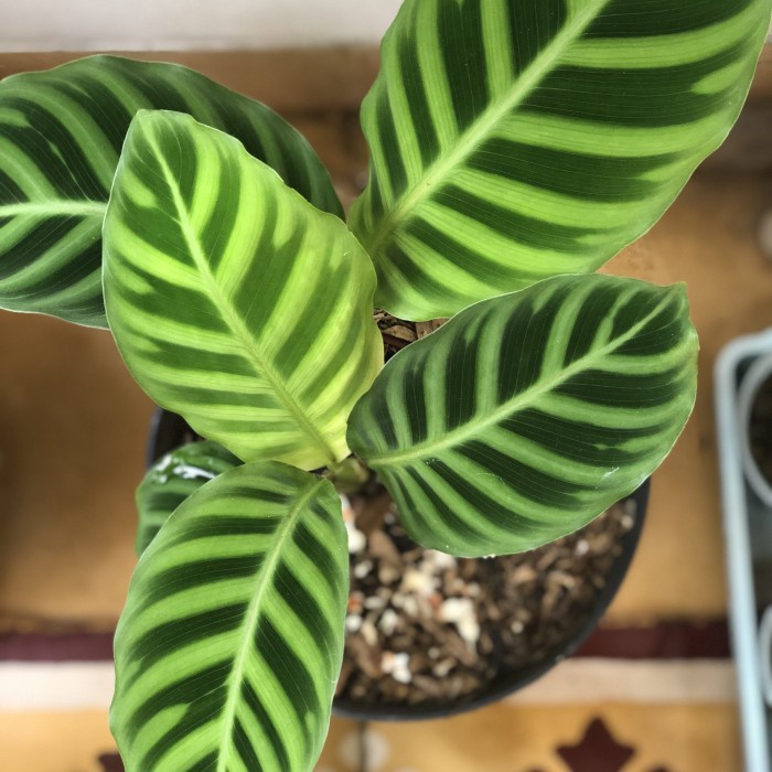 Tanaman hias calathea zebrina/tanaman calathea zebrina/pohon calathea zebrina