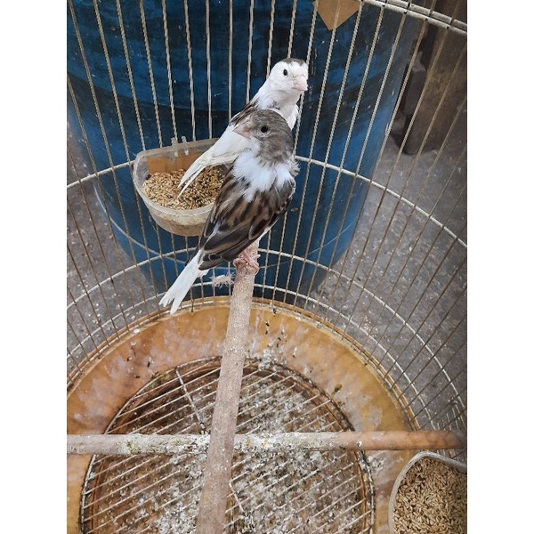 kenari panda jantan pilihan