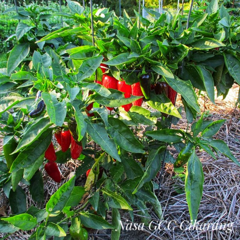 BENIH CABE JALAPENO EARLY HAIRA SEED