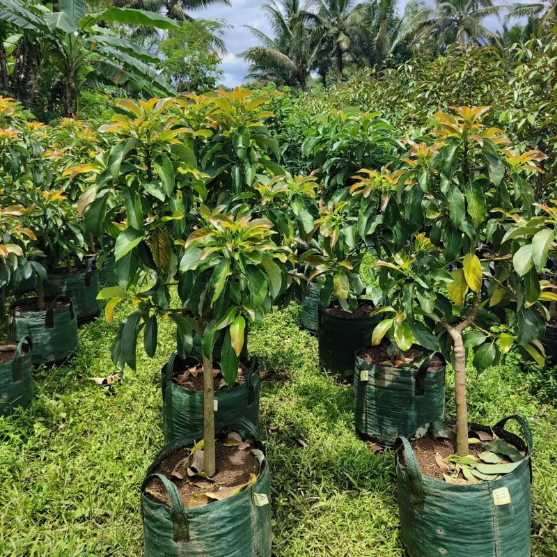 Tanaman Pohon Alpukat Kelud / Subang Batang Besar Siap Berbuah