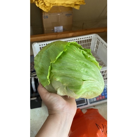

SAYUR LETTUCE HEAD PREMIUM 500 GRAM