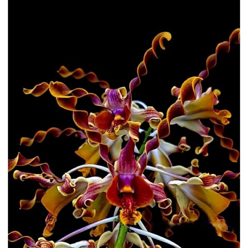Dendrobium Binatang Jalang Seedling