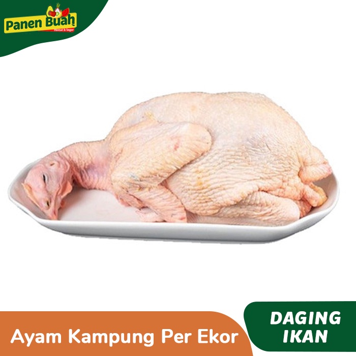 

Ayam Kampung Per ekor (1-1,2kg)