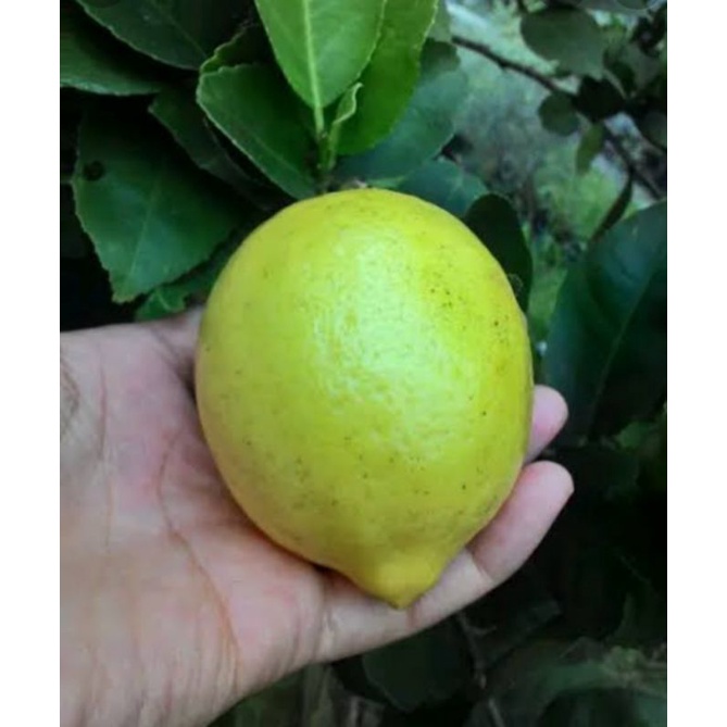 

jeruk lemon import