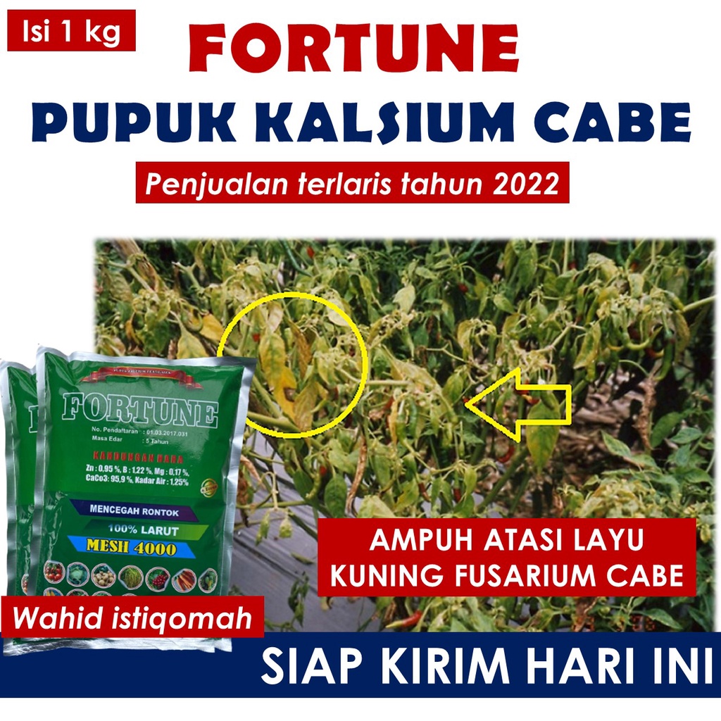 1 Kg FORTUNE obat layu pusarium pada cabe terbaik - obat layu bakteri pada cabe paling laris dan amp