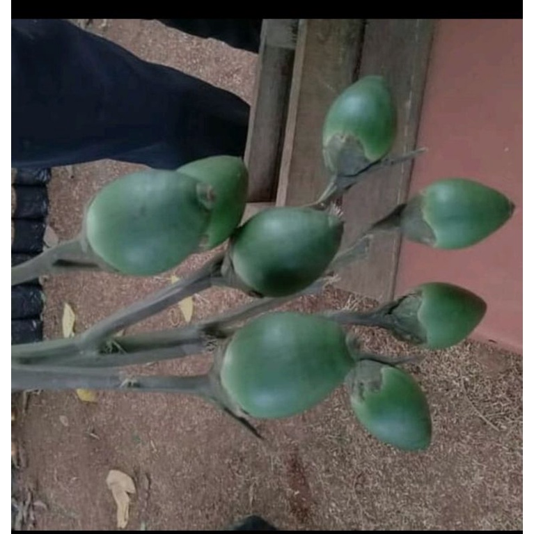 

Buah pinag muda fres petik lansung
