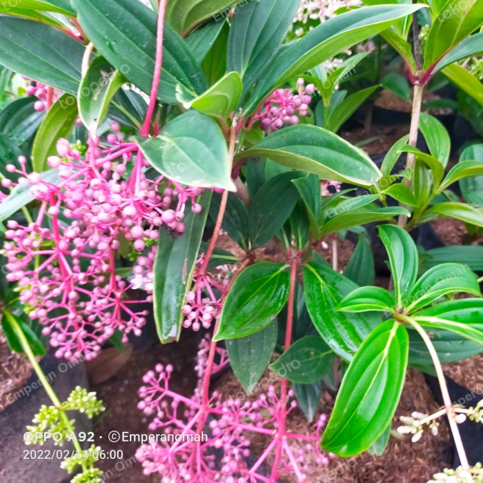 Buah Parijoto Bibit Buah Parijoto Siap Berbuah Parijoto Tanaman Ajaib EE11