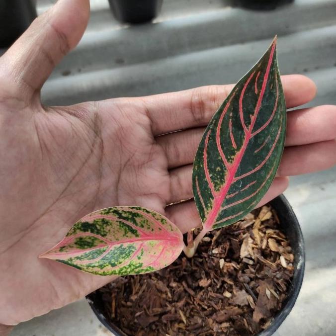 baby aglonema red sumatra