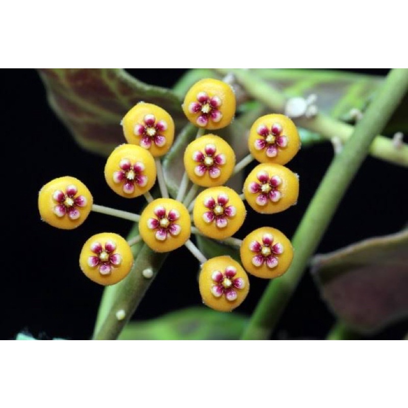 Hoya Waymaniae | Tanaman Hias Hoya | Hoya Plant | Hoya Siap Bunga