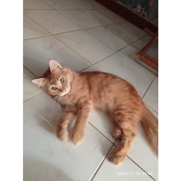 kucing mainecoon non ped