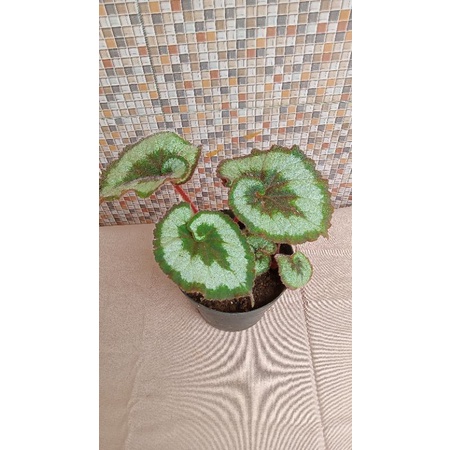 Begonia Keong Super / Tanaman Hias Begonia
