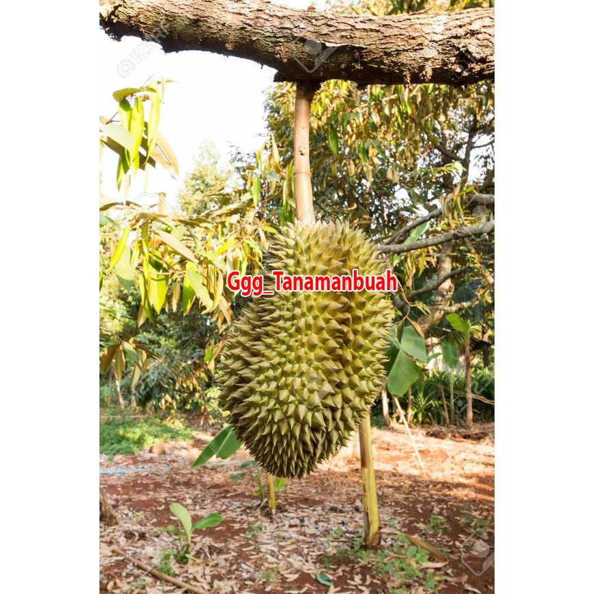 Bibit Durian Monthong Thailand Super okulasi Jumbo Kaki 3 Cepat Berbuah