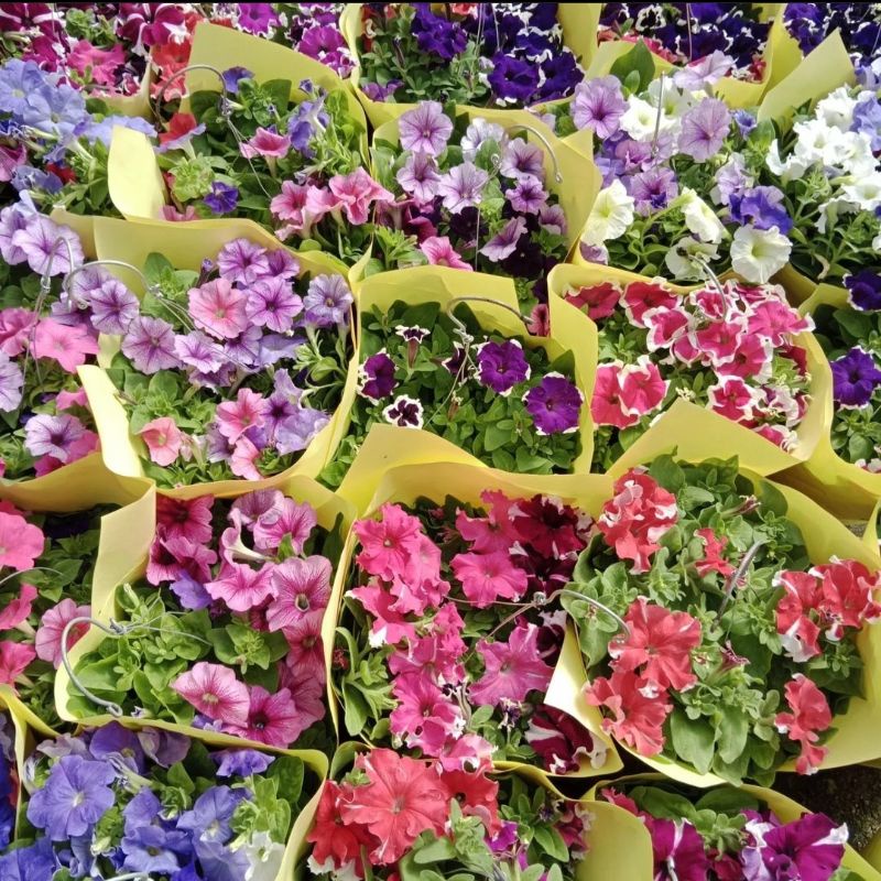 Bunga PETUNIA GANTUNG SUDAH BERBUNGA - Tanaman Hias Bunga Gantung Petunia Berbunga