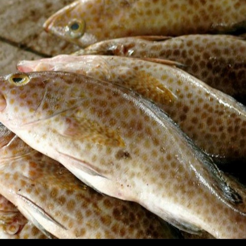 

Ikan Kerapu Kecil 100gr, Sameday Instan Delivery Jogja