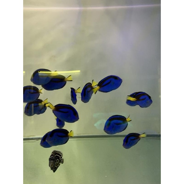 Ikan Hias Air Laut Dory/Dori S - M-5,5cm