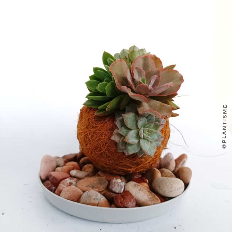 Kokedama - Succulent Arrangement - w/ Gantungan