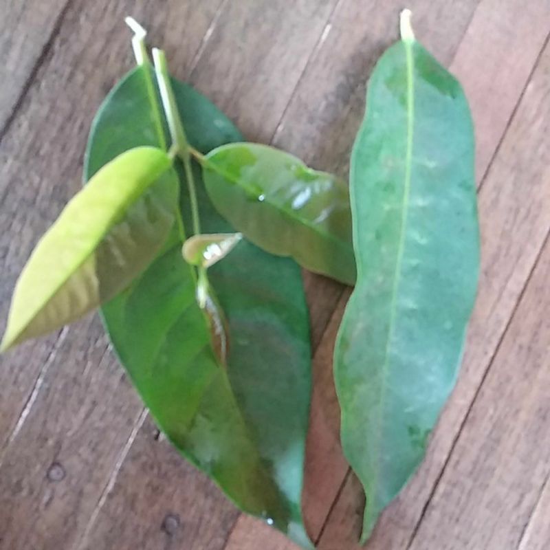 

daun salam buat bumbu masak rendang daging