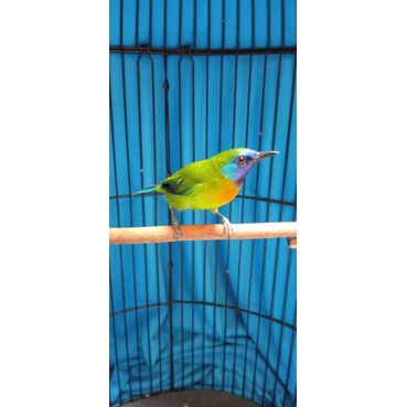 burung cucak kinoy jantan