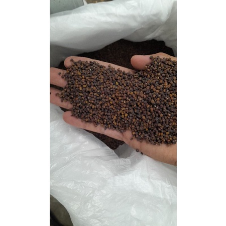 Kacangan PJ ( Pueraria Javanica) 1KG