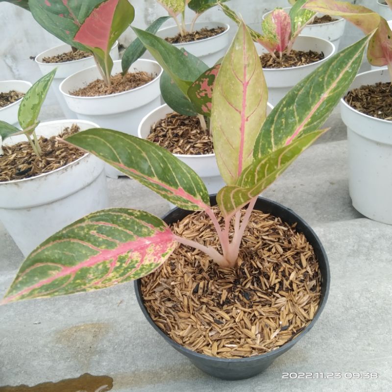 Aglonema Mahardika Greg