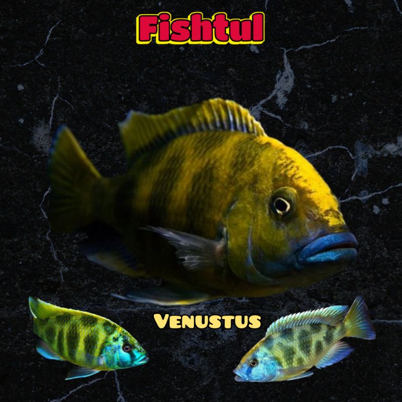 Cichlid Venustus