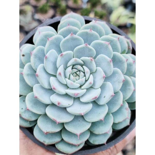 Sukulen echeveria