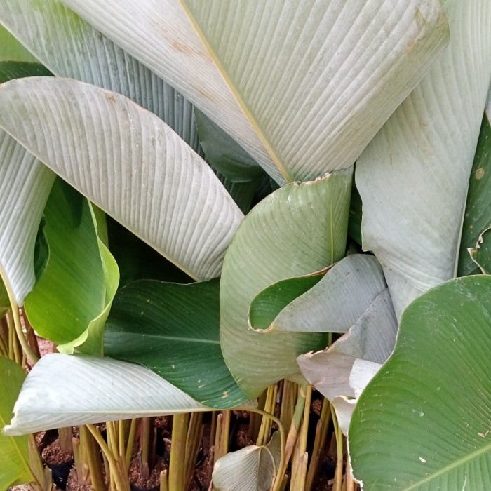 

tanman hias pisangan chalatea 1.5