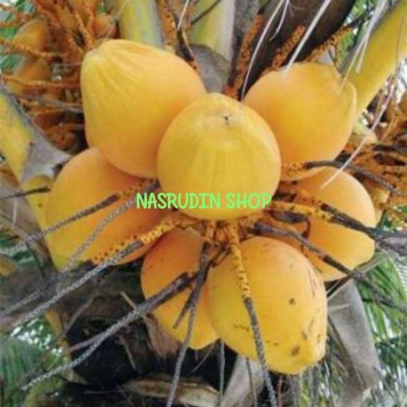 

KELAPA GADING LANGSUNG PETIK MURAH