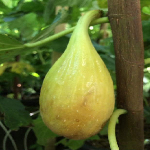 Bibit Buah Tin Long De Aut Fresh Cangkok