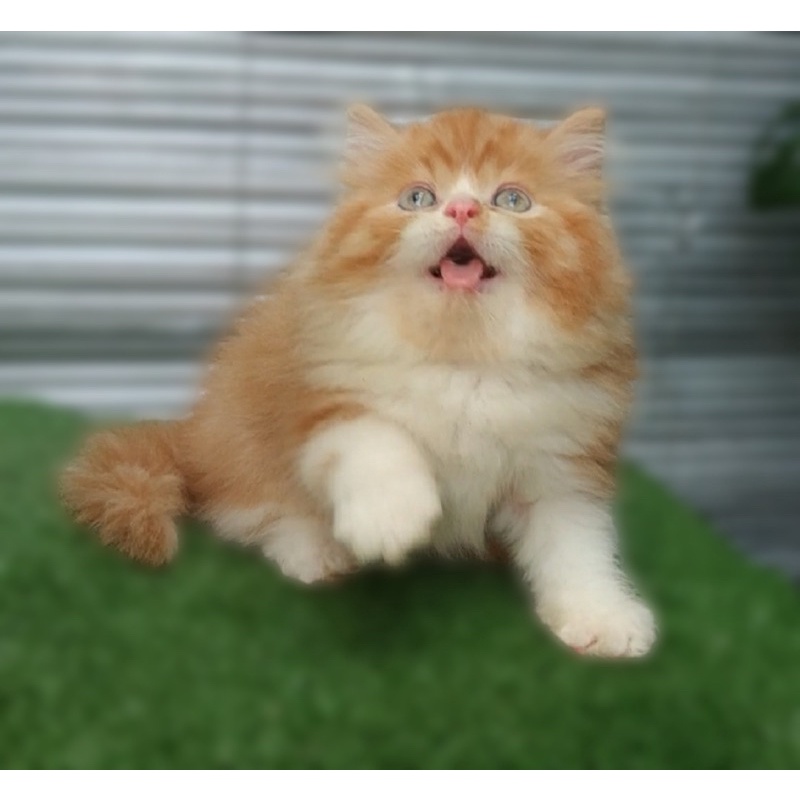 kitten himalaya