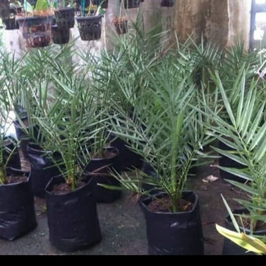 Pohon Kurma-Bibit Tanaman Buah Kurma valid