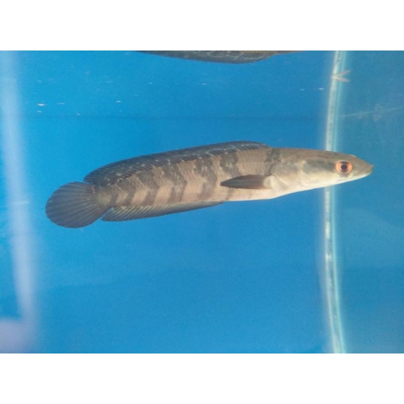 baby super Red Barito