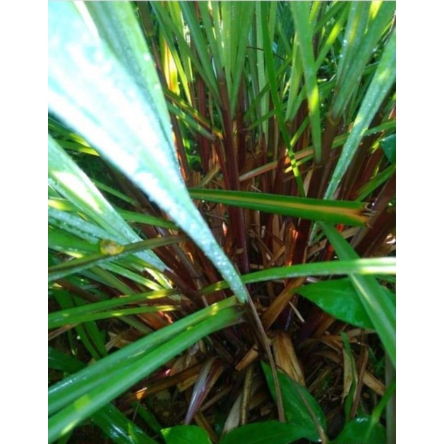 bibit sereh merah /sereh wangi perbibit