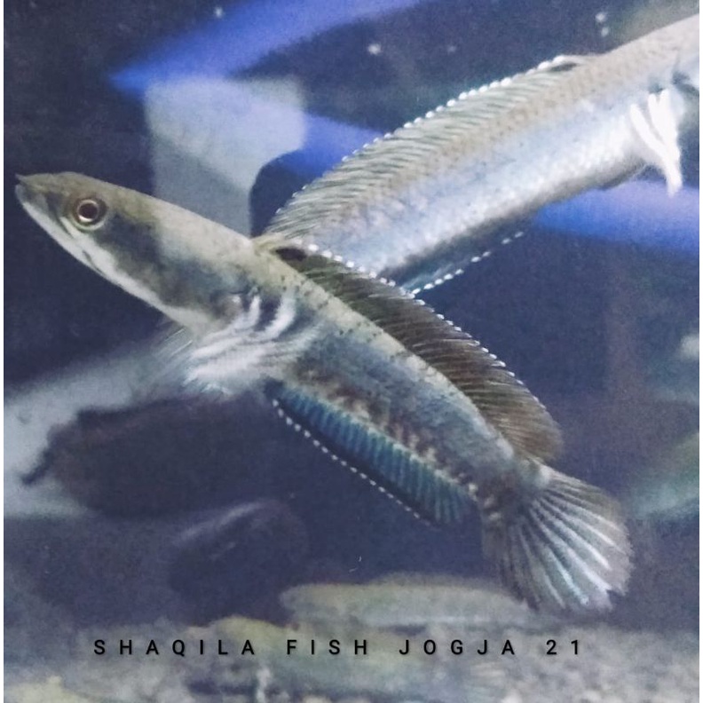 Biru pulcra/blue pulcra