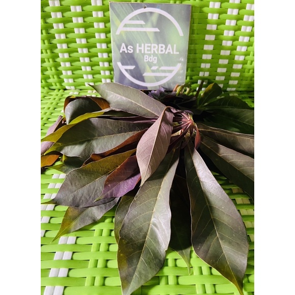 Daun singkong sapi kuru / daun singkong racun segar 500 gram