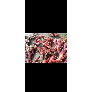 

jahe merah