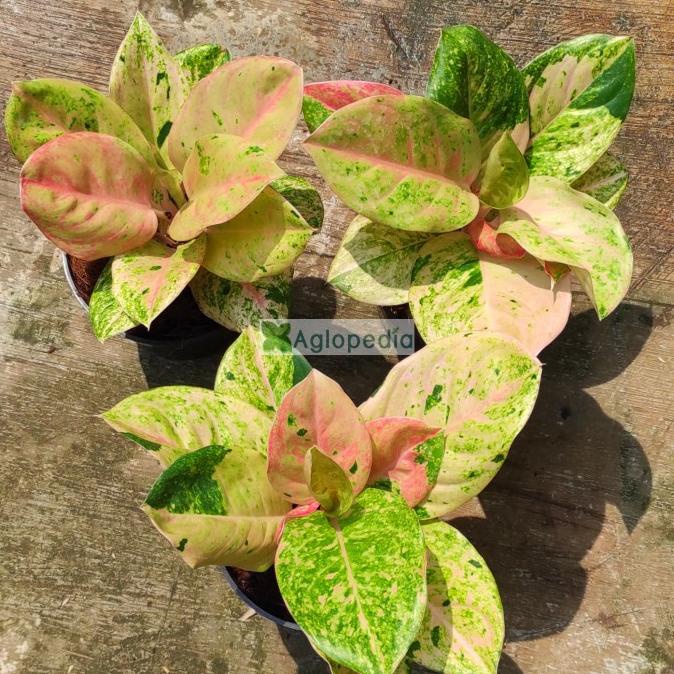 Aglonema Emerald - Aglopedia