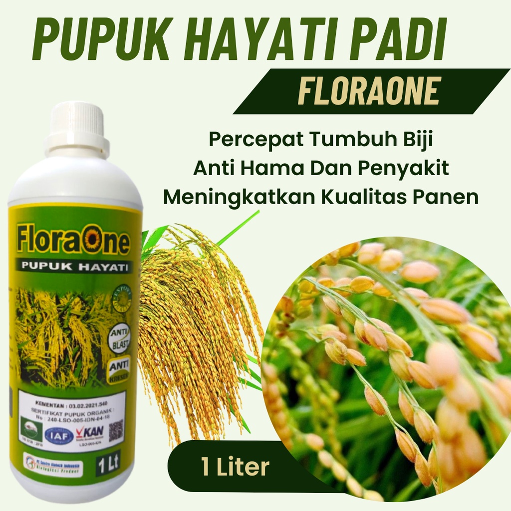 Pupuk Penambah Anakan Padi, Pupuk Hayati Padi Cegah Hama Hawar Daun, Pupuk Tanaman Padi Musim Hujan