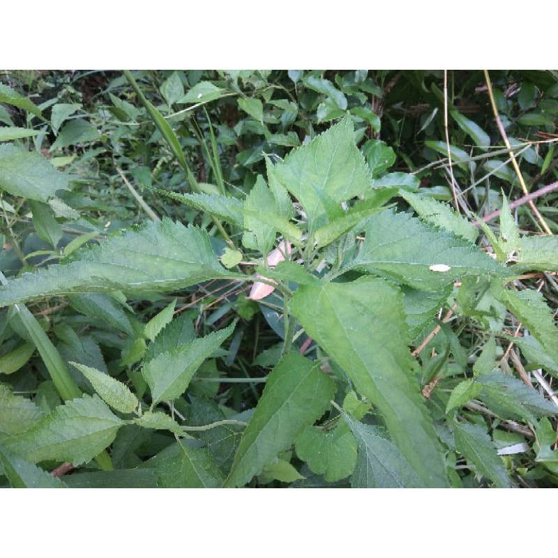 

Daun bandotan segar 1kg babadotan