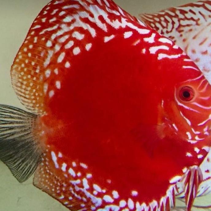 discus stardust / discus pigeon stardust / ikan discus