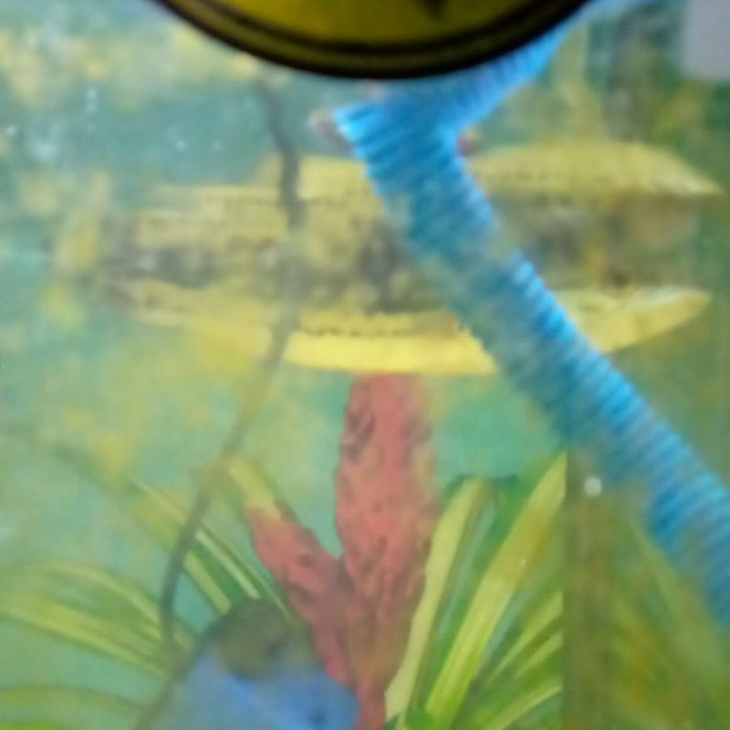 

channa.toman.size.26-27